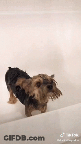 A Dog Is Taking A Bath In A Tub With A Tik Tok Watermark GIF