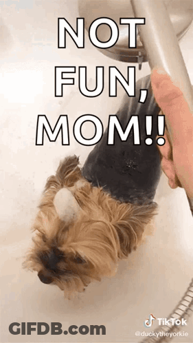 A Dog Is Taking A Bath With The Caption " Not Fun Mom !! " GIF