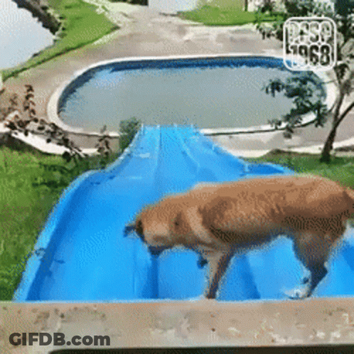 A Dog Is Walking Down A Blue Water Slide In Front Of A Pool .. GIF