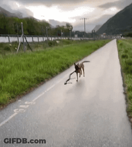 A Dog Is Walking Down A Road With A Bicycle Lane On The Right GIF