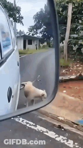 A Dog Is Walking Down The Street Next To A Car GIF