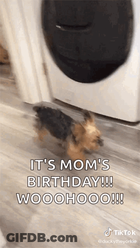 A Dog Is Walking In Front Of A Washing Machine And Says It 'S Mom 'S Birthday !!! Woohoo !!! GIF