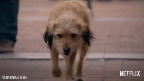 Dog Walking On Sidewalk With Netflix Logo GIF