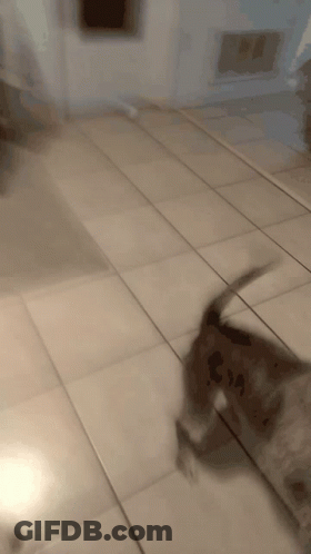 A Dog Is Walking On A Tiled Floor And Looking At The Camera GIF