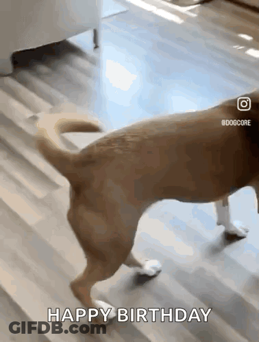 A Dog Is Walking On A Wooden Floor And The Caption Says Happy Birthday GIF