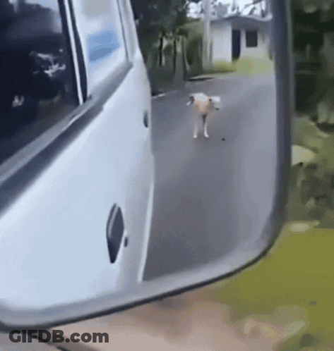 A Dog Is Walking On The Side Of The Road In The Rear View Mirror Of A Car GIF