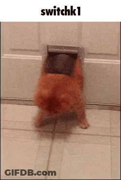 A Dog Is Walking Through A Door With The Words Switchk1 Above It . GIF
