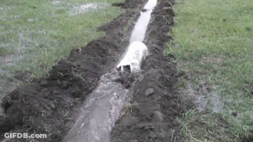 A Dog Is Walking Through A Muddy Drain In A Field . GIF
