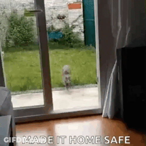 A Dog Is Walking Through A Sliding Glass Door . GIF