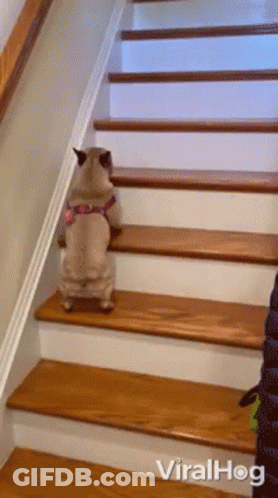 A Dog Is Walking Up A Set Of Wooden Stairs With The Words Viralhog Below It GIF
