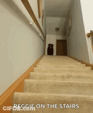 A Dog Is Walking Up The Stairs In A House . GIF