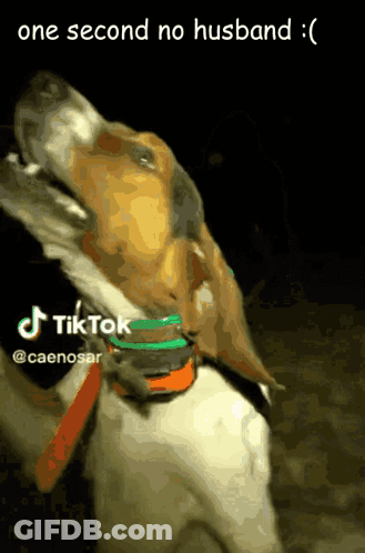 A Dog Is Wearing A Collar That Says Tiktok On It GIF