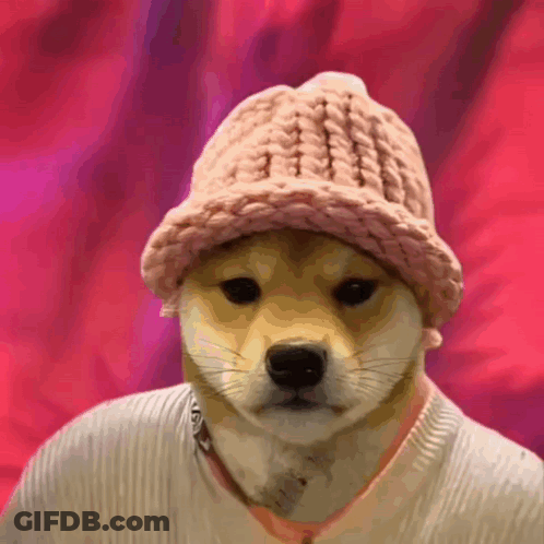 A Dog Is Wearing A Pink Hat And Sweater GIF