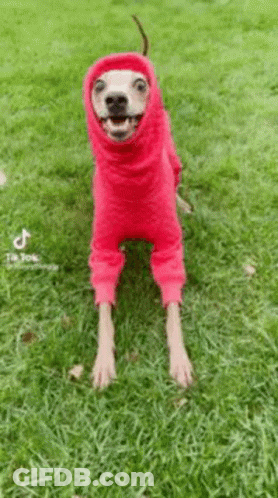A Dog Is Wearing A Red Sweater With A Hood On Its Head . GIF