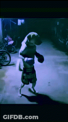 A Dog Is Wearing Boxing Gloves And Shorts That Say Army On Them GIF