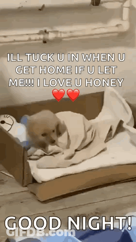 A Dog Is Wrapped In A Blanket In A Cardboard Box And Says Good Night GIF