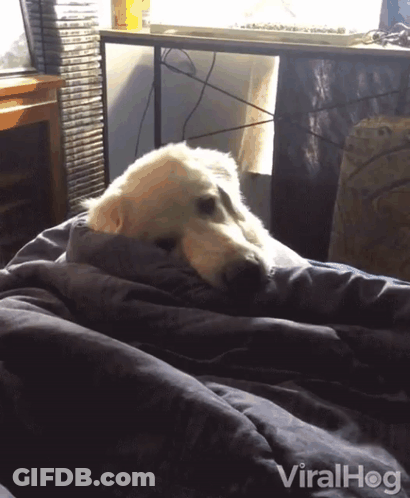 A Dog Is Wrapped In A Blanket On A Bed With The Words Viralhog Written On The Bottom GIF