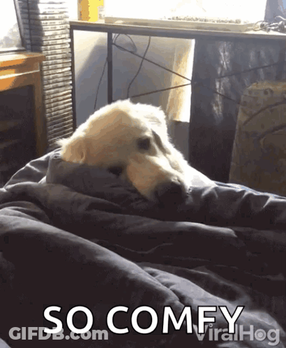 A Dog Is Wrapped In A Blanket With The Words So Comfy In The Corner GIF