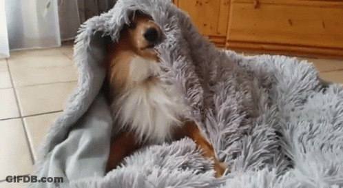 A Dog Is Wrapped In A Fluffy Blanket And Sleeping On The Floor . GIF