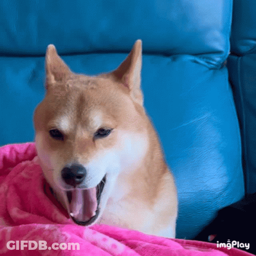 A Dog Is Yawning While Laying On A Blue Couch GIF