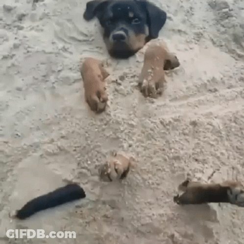 A Dog Laying In The Sand With Its Paws Out GIF