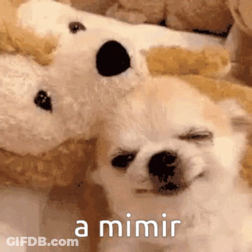 A Dog Laying Next To A Stuffed Animal With The Words A Mimir Written On The Bottom GIF