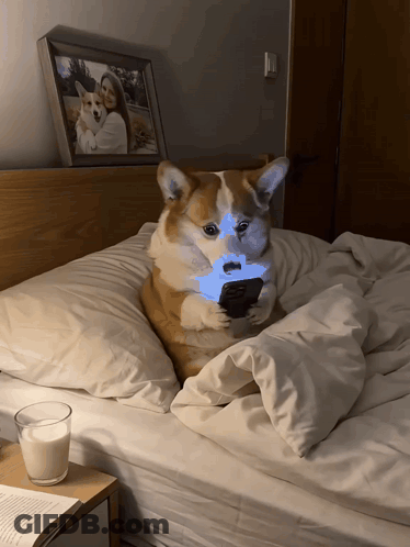 A Dog Laying On A Bed Looking At A Phone GIF