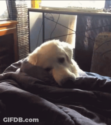 A Dog Laying On A Bed With A Blanket GIF