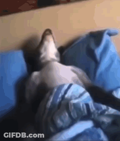 A Dog Laying On A Bed With A Blue Blanket GIF