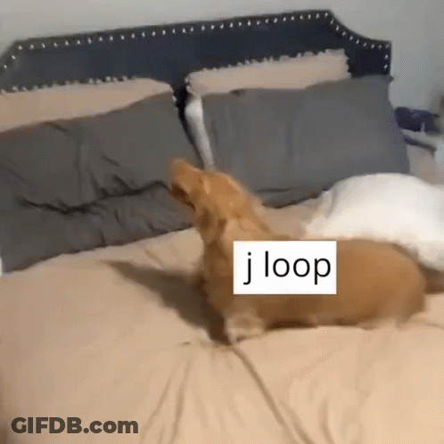 A Dog Laying On A Bed With A Label That Says J Loop On It GIF