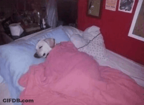 A Dog Laying On A Bed With A Pink Blanket GIF