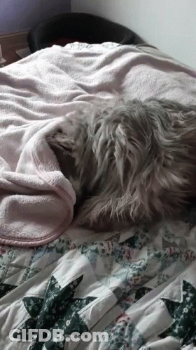 A Dog Laying On A Bed With A Pink Blanket On Top GIF