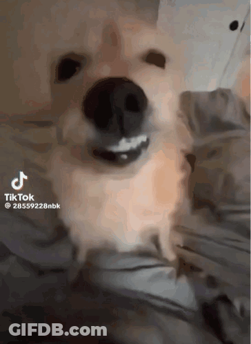 A Dog Laying On A Bed With A Tiktok Watermark GIF