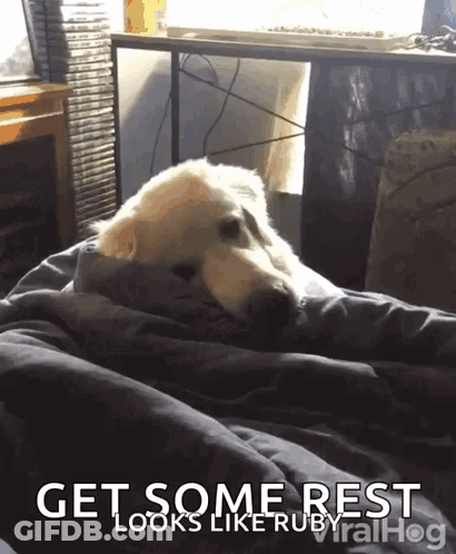 A Dog Laying On A Bed With The Caption Get Some Rest GIF