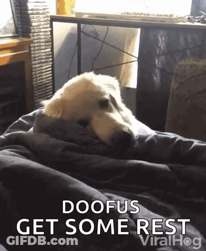 A Dog Laying On A Bed With The Words Doofus Get Some Rest GIF