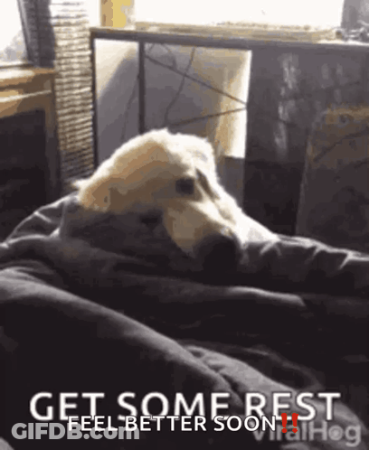 A Dog Laying On A Bed With The Words Get Some Rest Feel Better Soon On The Bottom GIF