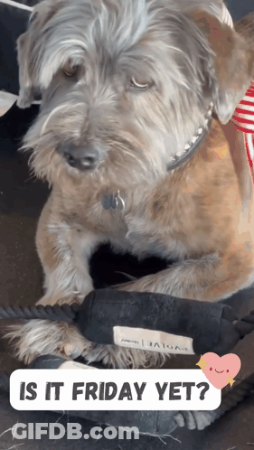 A Dog Laying On A Bed With The Words " Is It Friday Yet " On The Bottom GIF