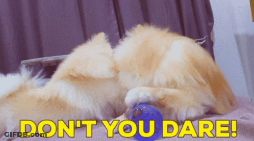 A Dog Laying On A Blanket With The Words " Do N't You Dare " Above It GIF