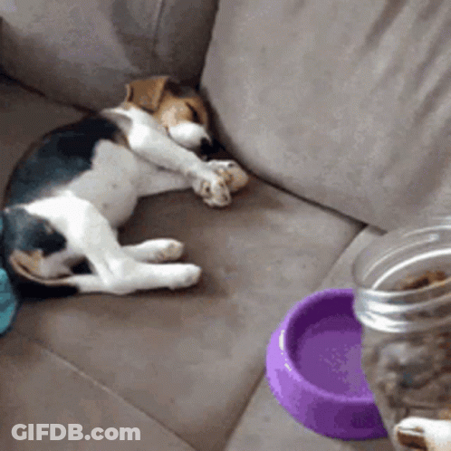 A Dog Laying On A Couch Next To A Purple Bowl Of Food GIF