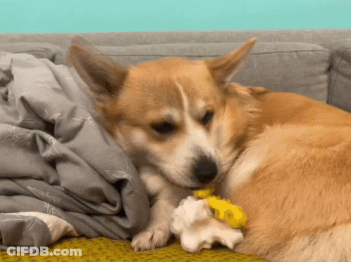 A Dog Laying On A Couch With A Blanket And A Toy In Its Mouth GIF
