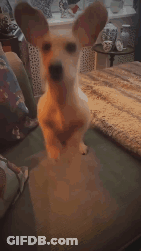 A Dog Laying On A Couch With A Blanket On It GIF