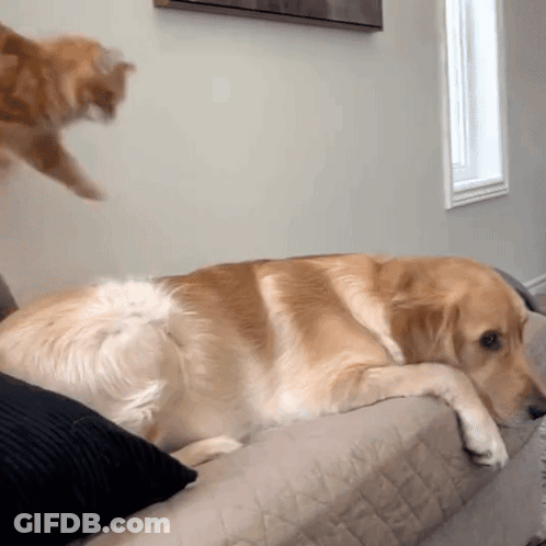 A Dog Laying On A Couch With A Cat Jumping On It GIF
