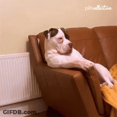A Dog Laying On A Couch With The Petcollective Written On The Corner GIF