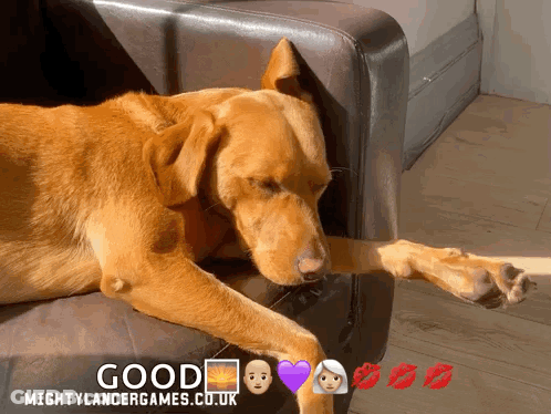 A Dog Laying On A Couch With The Words Good Mightylancergames.co.uk On The Bottom GIF