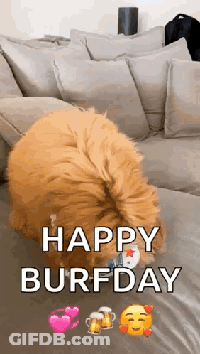 A Dog Laying On A Couch With The Words `` Happy Burfday '' Written On It . GIF