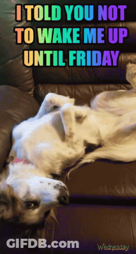 A Dog Laying On A Couch With The Words " I Told You Not To Wake Me Up Until Friday " Written Above It GIF
