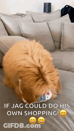 A Dog Laying On A Couch With The Words If Jag Could Do His Own Shopping Below It GIF