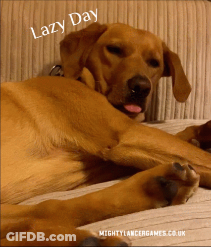 A Dog Laying On A Couch With The Words " Lazy Day " On Top GIF