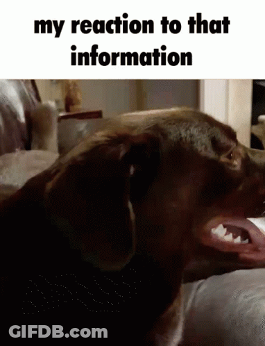 A Dog Laying On A Couch With The Words " My Reaction To That Information " At The Top GIF