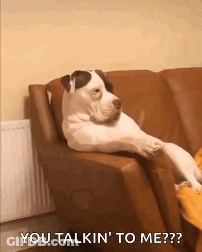 A Dog Laying On A Couch With The Words You Talkin ' To Me ? GIF